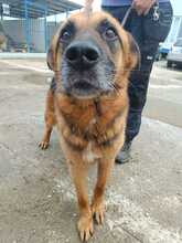 RUFUS, Hund, Mischlingshund in Rumänien - Bild 7