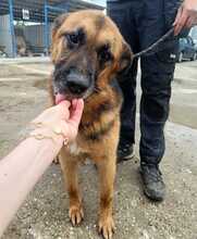 RUFUS, Hund, Mischlingshund in Rumänien - Bild 8