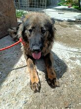FLUFFY, Hund, Mischlingshund in Rumänien - Bild 1