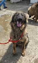 FLUFFY, Hund, Mischlingshund in Rumänien - Bild 10