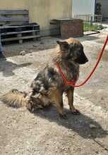 FLUFFY, Hund, Mischlingshund in Rumänien - Bild 11