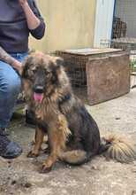 FLUFFY, Hund, Mischlingshund in Rumänien - Bild 12