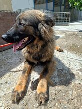 FLUFFY, Hund, Mischlingshund in Rumänien - Bild 2