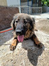 FLUFFY, Hund, Mischlingshund in Rumänien - Bild 3
