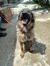 FLUFFY, Hund, Mischlingshund in Rumänien - Bild 6