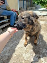 FLUFFY, Hund, Mischlingshund in Rumänien - Bild 7
