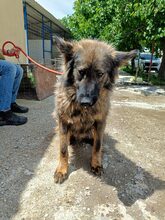 FLUFFY, Hund, Mischlingshund in Rumänien - Bild 8