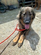 FLUFFY, Hund, Mischlingshund in Rumänien - Bild 9