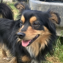 MICKY, Hund, Mischlingshund in Griechenland - Bild 1