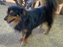 MICKY, Hund, Mischlingshund in Griechenland - Bild 10