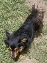 MICKY, Hund, Mischlingshund in Griechenland - Bild 12