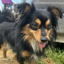 MICKY, Hund, Mischlingshund in Griechenland - Bild 13