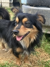 MICKY, Hund, Mischlingshund in Griechenland - Bild 2
