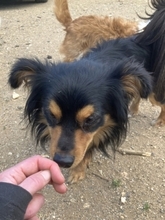 MICKY, Hund, Mischlingshund in Griechenland - Bild 3