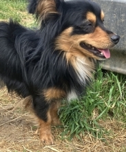 MICKY, Hund, Mischlingshund in Griechenland - Bild 4