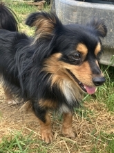 MICKY, Hund, Mischlingshund in Griechenland - Bild 6