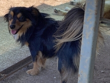 MICKY, Hund, Mischlingshund in Griechenland - Bild 7