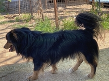 MICKY, Hund, Mischlingshund in Griechenland - Bild 8
