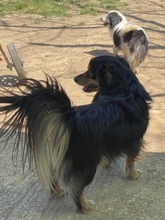 MICKY, Hund, Mischlingshund in Griechenland - Bild 9