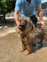MISSY, Hund, Mischlingshund in Rumänien - Bild 2
