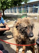MISSY, Hund, Mischlingshund in Rumänien - Bild 3