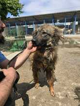 MISSY, Hund, Mischlingshund in Rumänien - Bild 7