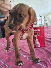 DAFFY, Hund, Mischlingshund in Griechenland - Bild 11