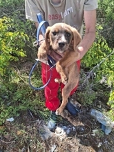 DAFFY, Hund, Mischlingshund in Griechenland - Bild 2
