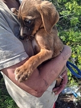 DAFFY, Hund, Mischlingshund in Griechenland - Bild 3