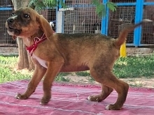 DAFFY, Hund, Mischlingshund in Griechenland - Bild 4
