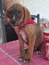 DAFFY, Hund, Mischlingshund in Griechenland - Bild 8