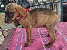 DAFFY, Hund, Mischlingshund in Griechenland - Bild 9