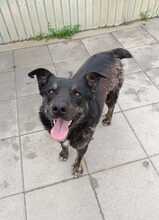 SHADOW, Hund, Mischlingshund in Rumänien - Bild 1