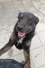 SHADOW, Hund, Mischlingshund in Rumänien - Bild 2
