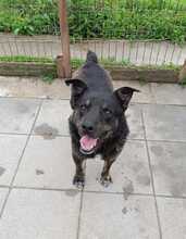 SHADOW, Hund, Mischlingshund in Rumänien - Bild 3