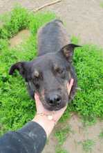 SHADOW, Hund, Mischlingshund in Rumänien - Bild 4