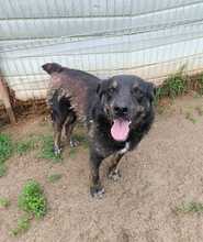 SHADOW, Hund, Mischlingshund in Rumänien - Bild 5