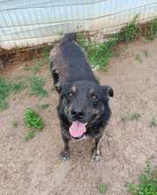 SHADOW, Hund, Mischlingshund in Rumänien - Bild 6
