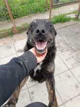 SHADOW, Hund, Mischlingshund in Rumänien - Bild 8