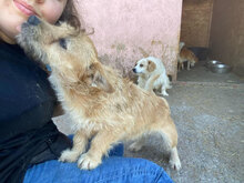 DIA, Hund, Mischlingshund in Rumänien - Bild 1
