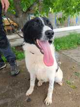 CHAYENNE, Hund, Mischlingshund in Rumänien - Bild 4