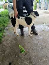 CHAYENNE, Hund, Mischlingshund in Rumänien - Bild 7