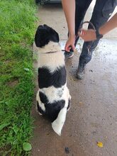 CHAYENNE, Hund, Mischlingshund in Rumänien - Bild 9
