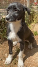 SPOOKY, Hund, Mischlingshund in Griechenland - Bild 2