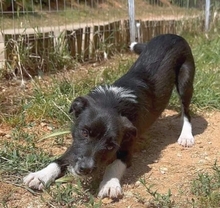 SPOOKY, Hund, Mischlingshund in Griechenland - Bild 5