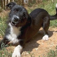 SPOOKY, Hund, Mischlingshund in Griechenland - Bild 6