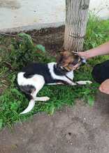FEIVEL, Hund, Mischlingshund in Rumänien - Bild 2