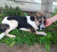 FEIVEL, Hund, Mischlingshund in Rumänien - Bild 3