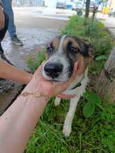 FEIVEL, Hund, Mischlingshund in Rumänien - Bild 4