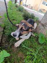 FEIVEL, Hund, Mischlingshund in Rumänien - Bild 5